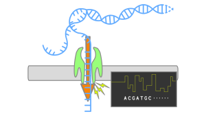 Principle of nanopore sequencing